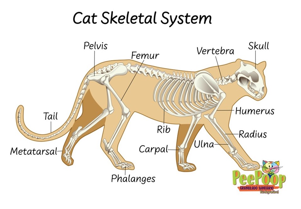 Série: Os Super Poderes dos Gatos